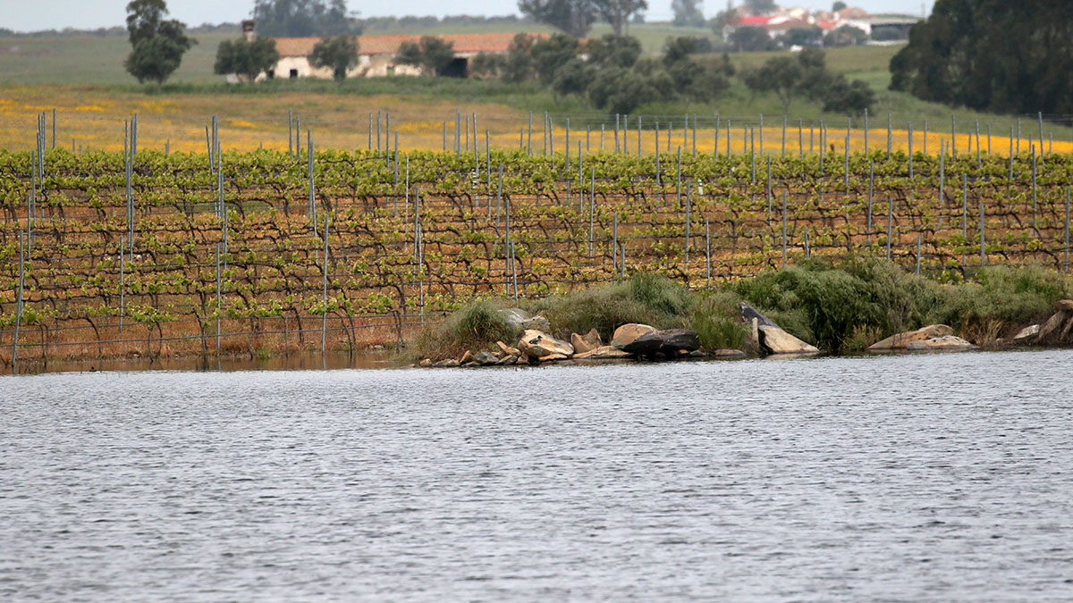 Wijngaard in Alentejo